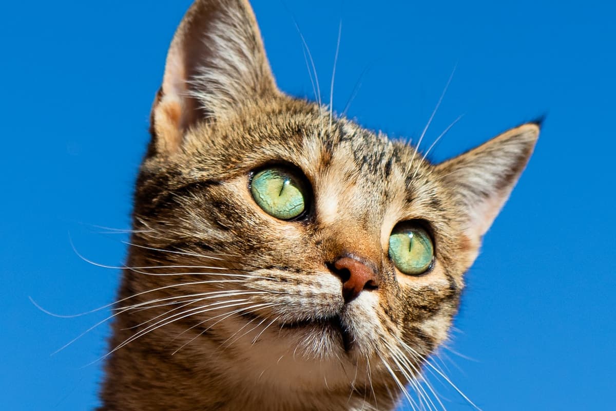 友情結婚でペットを飼うという選択｜パートナーとの関係が変わった話